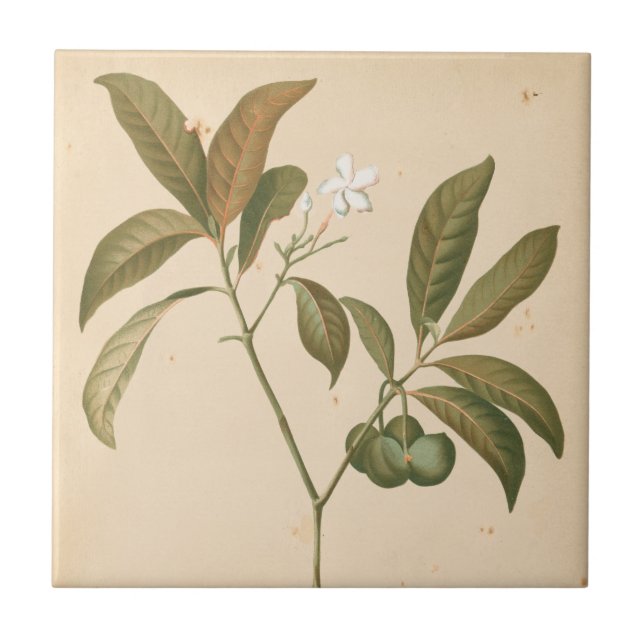 Cobalt Deco-panel I Kakelplatta (Framsidan)