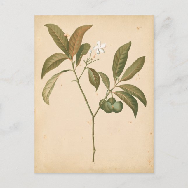 Cobalt Deco-panel I Vykort (Framsida)