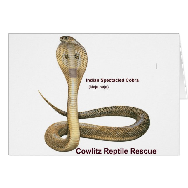 Cobra Hälsningskort (Framsidan Horizontal)