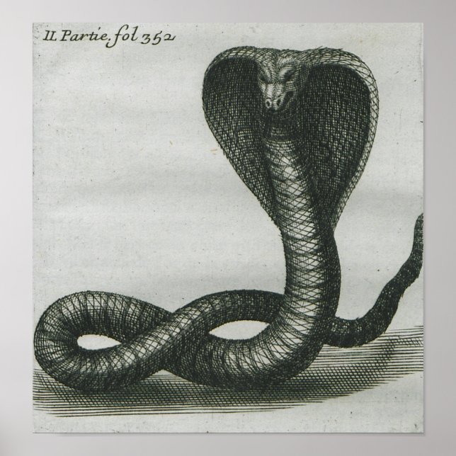 Cobra Poster (Framsidan)