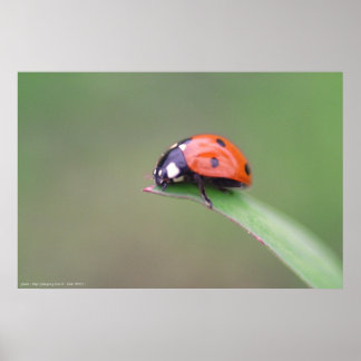 coccinelle poster