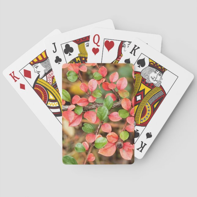 Coceaster horizontalis casinokort (Baksidan)