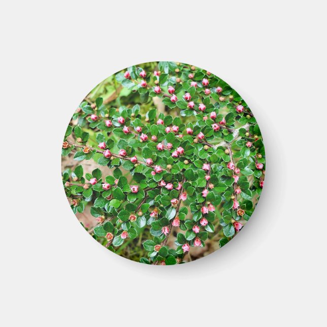 Coceaster horizontalis magnet (Framsidan)