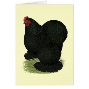 Cochin: Black Hen OBS Kort