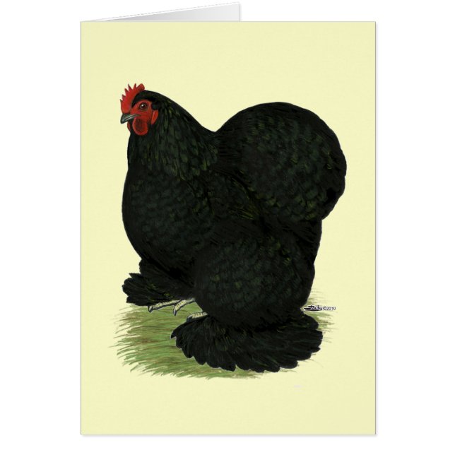 Cochin:  Black Hen OBS Kort (Framsidan)