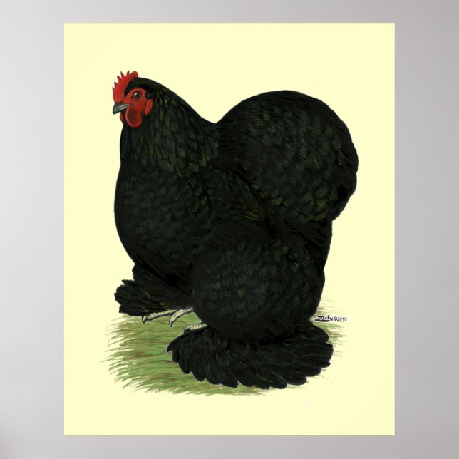Cochin: Black Hen Poster (Framsidan)