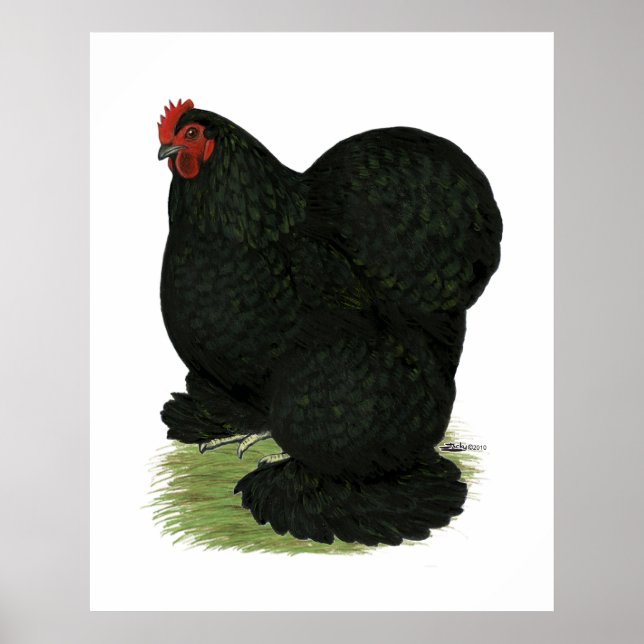 Cochin: Black Hen Poster (Framsidan)