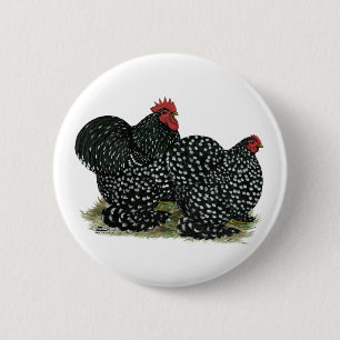 Cochin Mottled Chickens Knapp