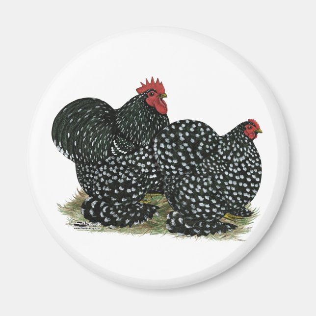 Cochin Mottled Chickens Magnet (Framsidan)