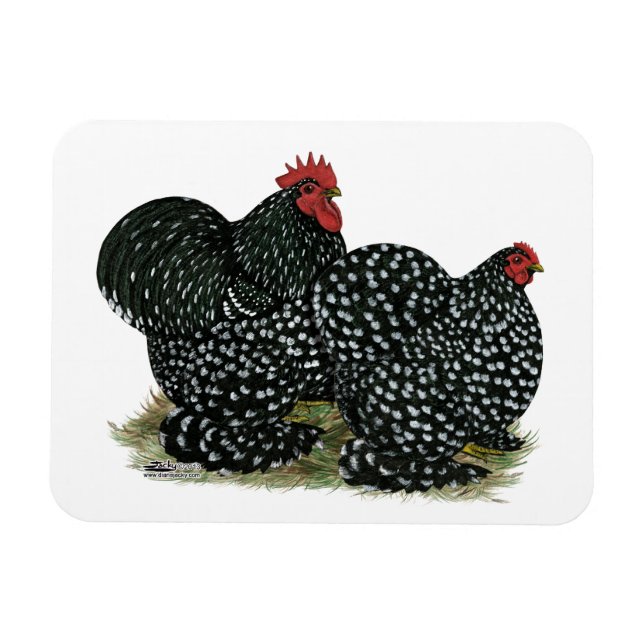 Cochin Mottled Chickens Magnet (Horisontell)