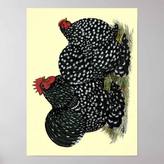 Cochin Mottled Chickens Poster (Framsidan)