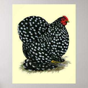 Cochin Mottled Hen Poster