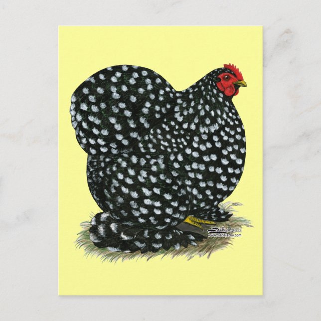 Cochin Mottled Hen Vykort (Framsida)