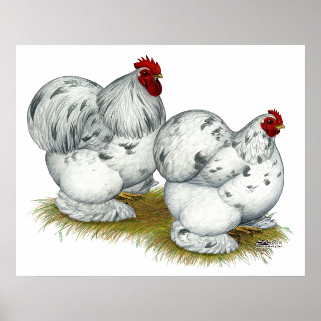 Cochin: Stänk Bantams Poster (Framsidan)