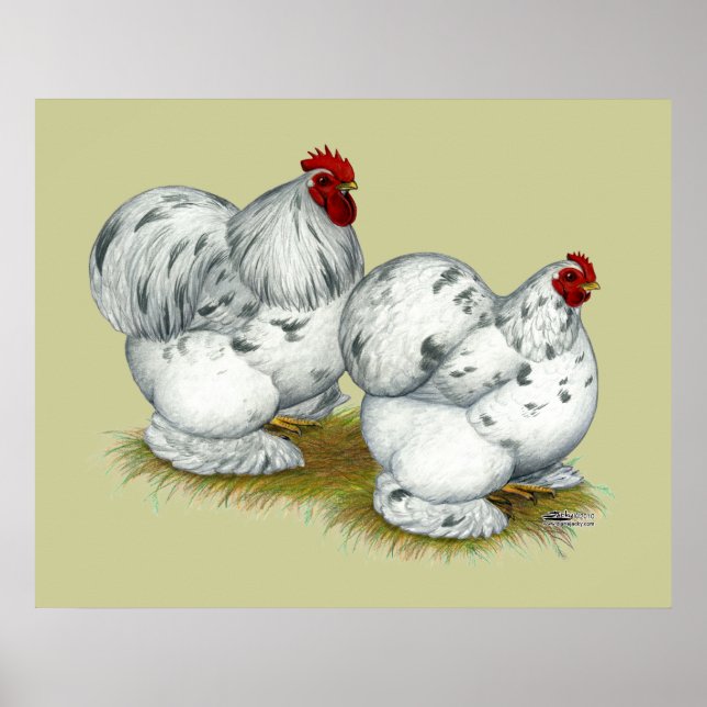 Cochin: Stänk Bantams Poster (Framsidan)