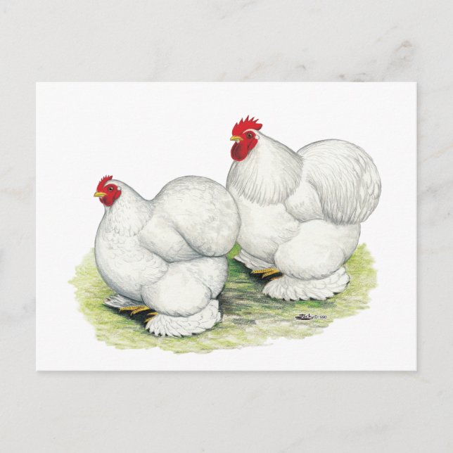 Cochin:  Vita Bantam Vykort (Framsida)