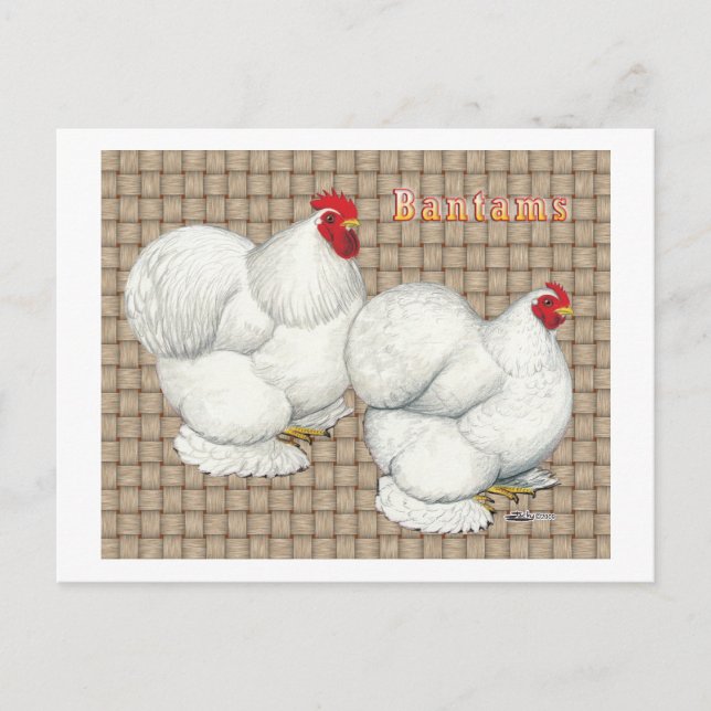 Cochin:  White Bantams Vykort (Framsida)