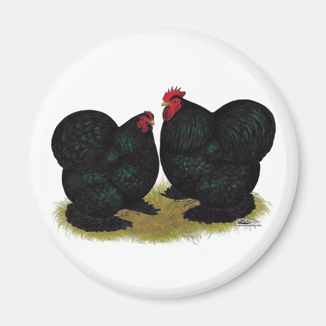 Cochins Black Bantam Pair Magnet (Framsidan)