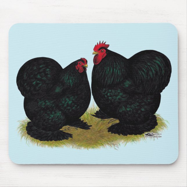 Cochins Black Bantam Pair Musmatta (Framsidan)
