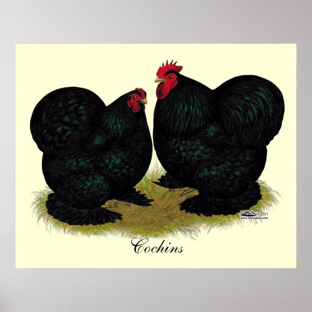 Cochins Black Bantam Pair Poster (Framsidan)