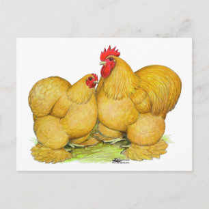Cochins Buff Pair Vykort