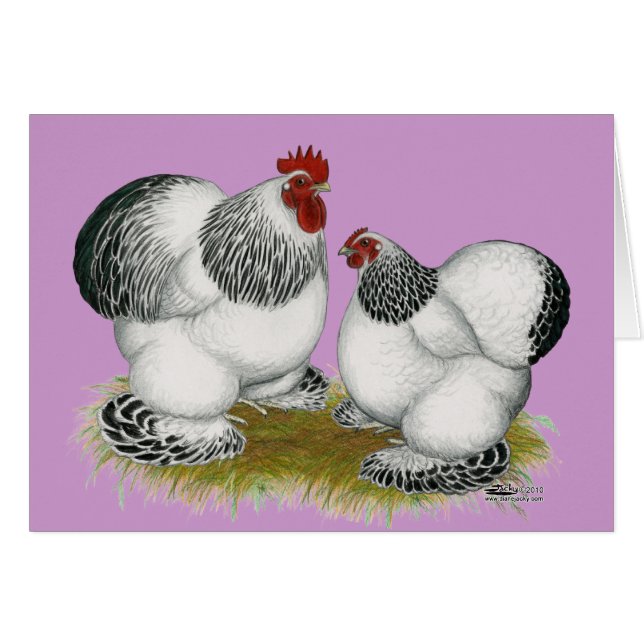 Cochins: Columbian Bantams OBS Kort (Framsidan Horizontal)