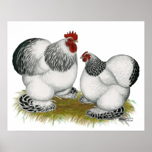 Cochins: Columbian Bantams Poster