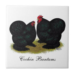 Cochins parar den svart bantamen kakelplatta