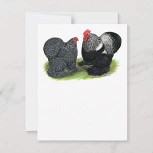 Cochins: Silver penciled