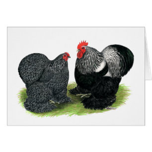 Cochins: Silver penciled Hälsningskort