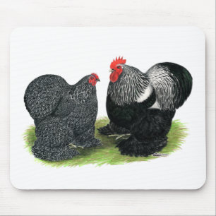 Cochins: Silver penciled Musmatta