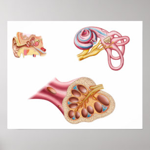 Cochlear Ducens anatomi i det mänskliga ögat Poster