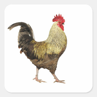 Cock-A-Doodle-Doo lakan från Stickers Fyrkantigt Klistermärke