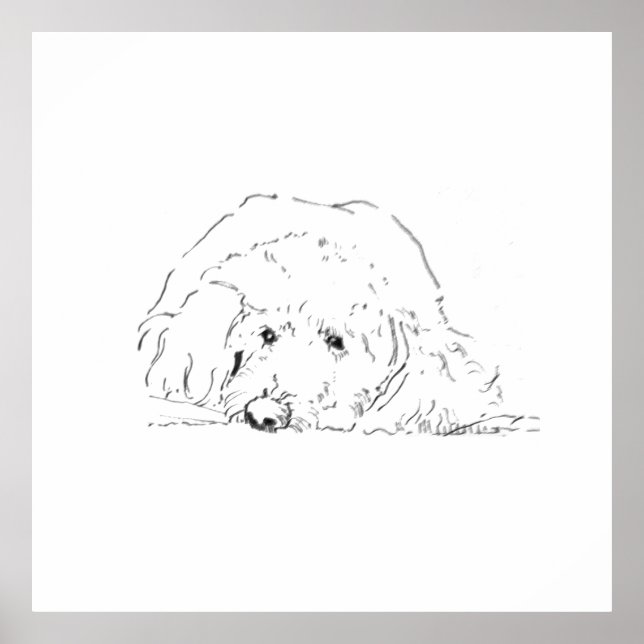 Cockapoo Valp Affisch, Presentidéer för hundälskar Poster (Framsidan)