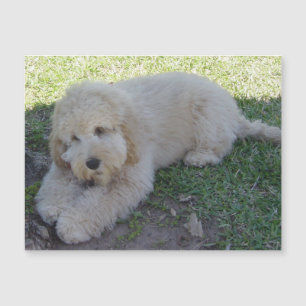 Cockapoo-valp Hund Söt Djur Husdjur Rolig Magnet
