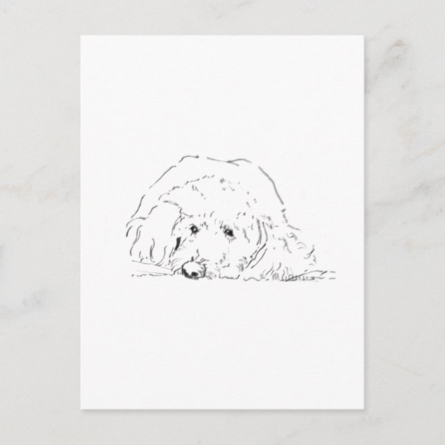 Cockapoo-valp, presentidéer för hundälskare vykort (Framsida)