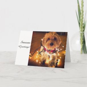 Cockapoo valpjulkort helgkort