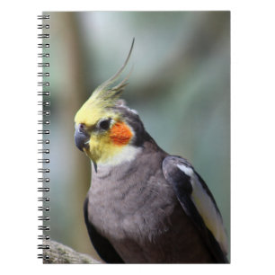 Cockatiel Anteckningsbok Med Spiral