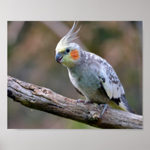 Cockatiel budgerigar på gren vykort T- Poster