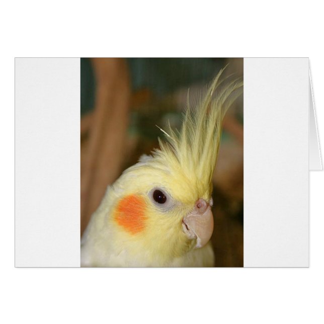 Cockatiel Cutie Hälsningskort (Framsidan Horizontal)