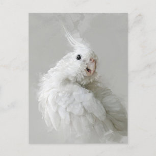 cockatiel, fågel, söt, sällskapsdjur, ätbar, söt, vykort