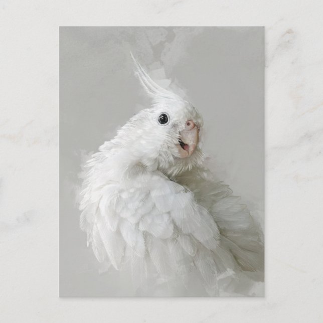 cockatiel, fågel, söt, sällskapsdjur, ätbar, söt,  vykort (Framsida)