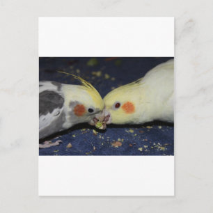 Cockatiel Kärlek Vykort