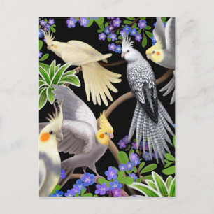Cockatiel Kärlek vykort