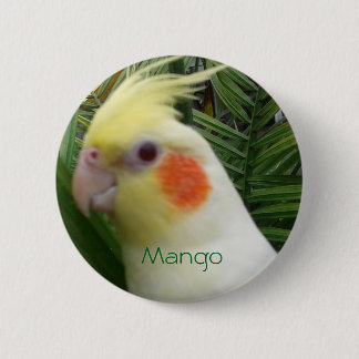 Cockatiel Knapp