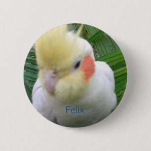 Cockatiel Knapp