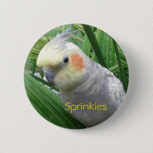 Cockatiel Knapp