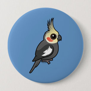Cockatiel Knapp
