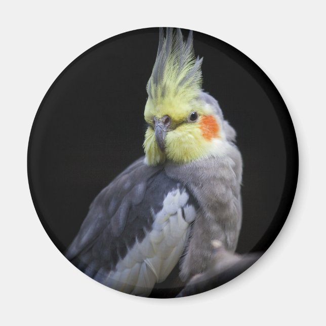 Cockatiel Magnet (Framsidan)