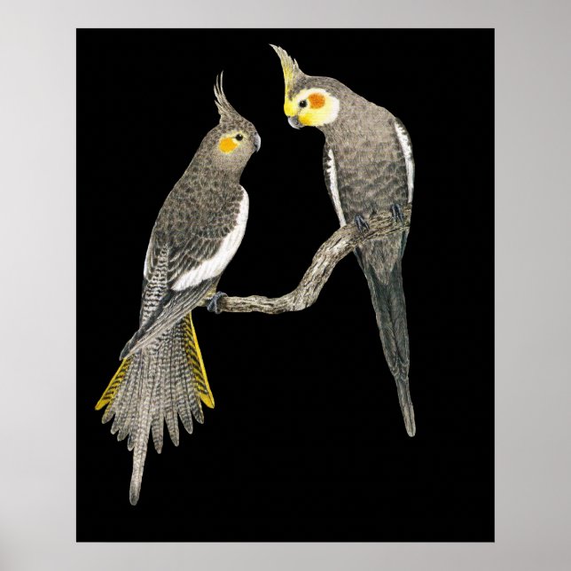 Cockatiel Pair - Nymphicus hollandicus on Black Poster (Framsidan)